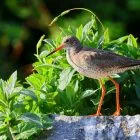 How to Identify Birds in your Garden & Backyard 9 Identify Birds in your Garden & Backyard